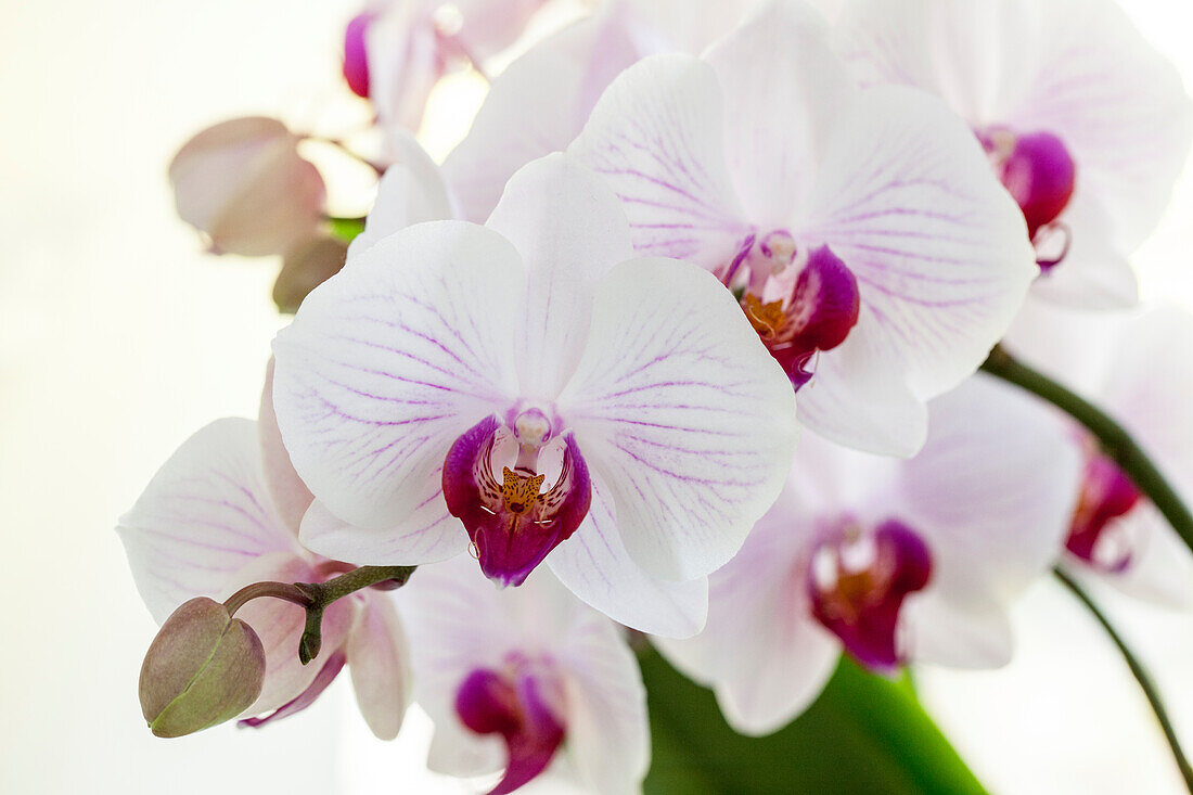 Phalaenopsis