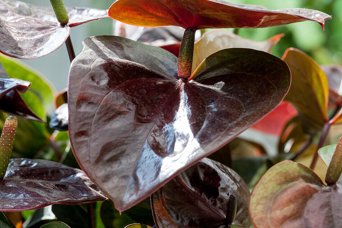 Anthurium x andreanum Giant Chocolate