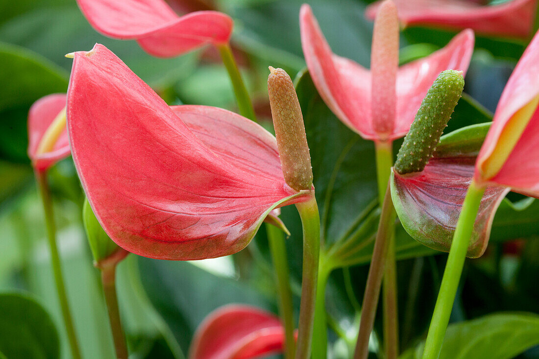 Anthurium x andreanum 'Anthedesia Pink'