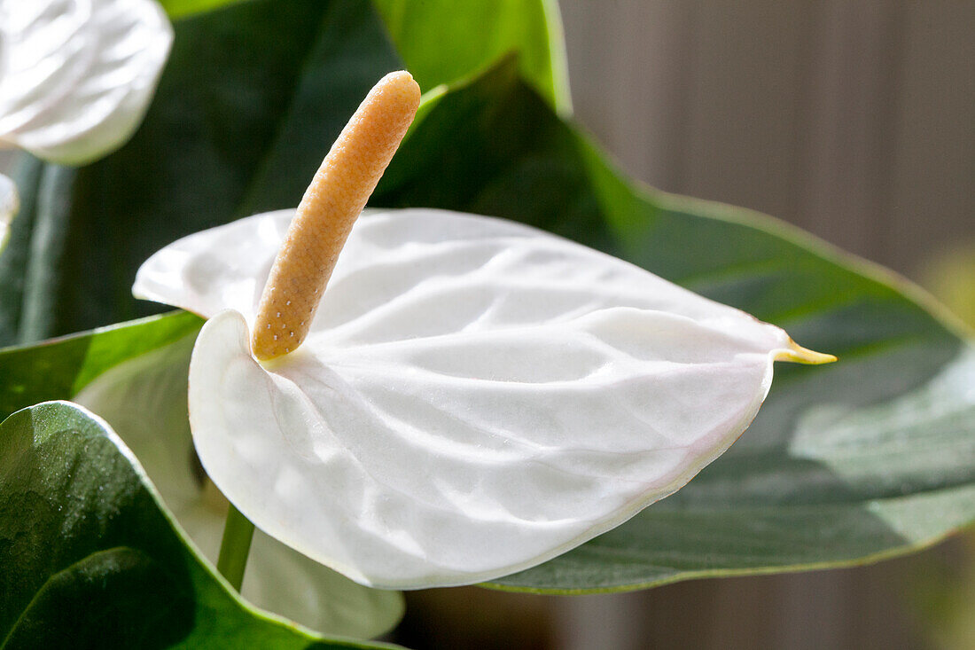 Anthurium x andreanum 'Success White'
