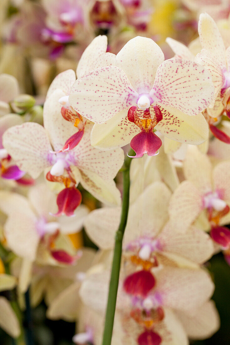 Phalaenopsis