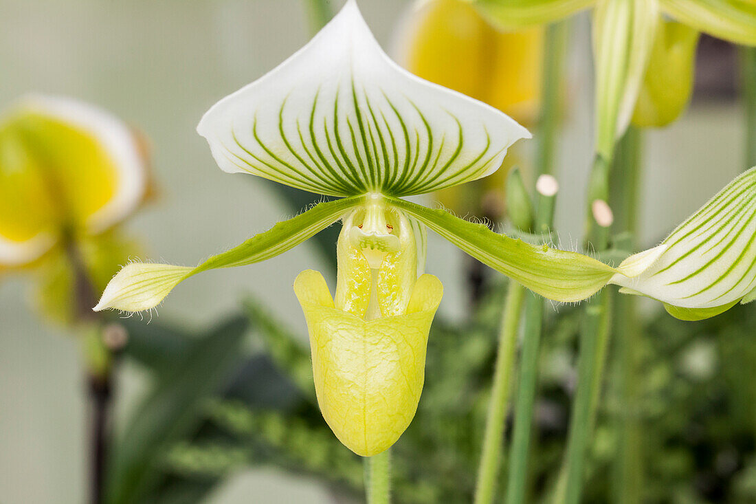 Paphiopedilum