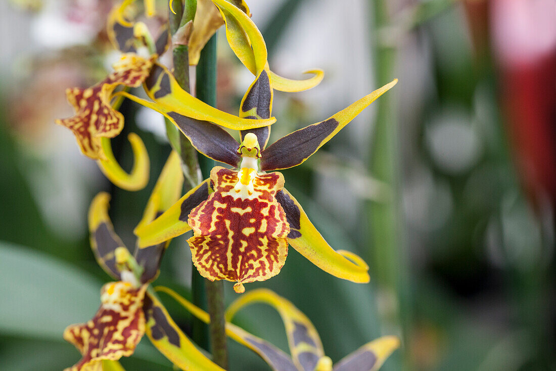 Odontoglossum