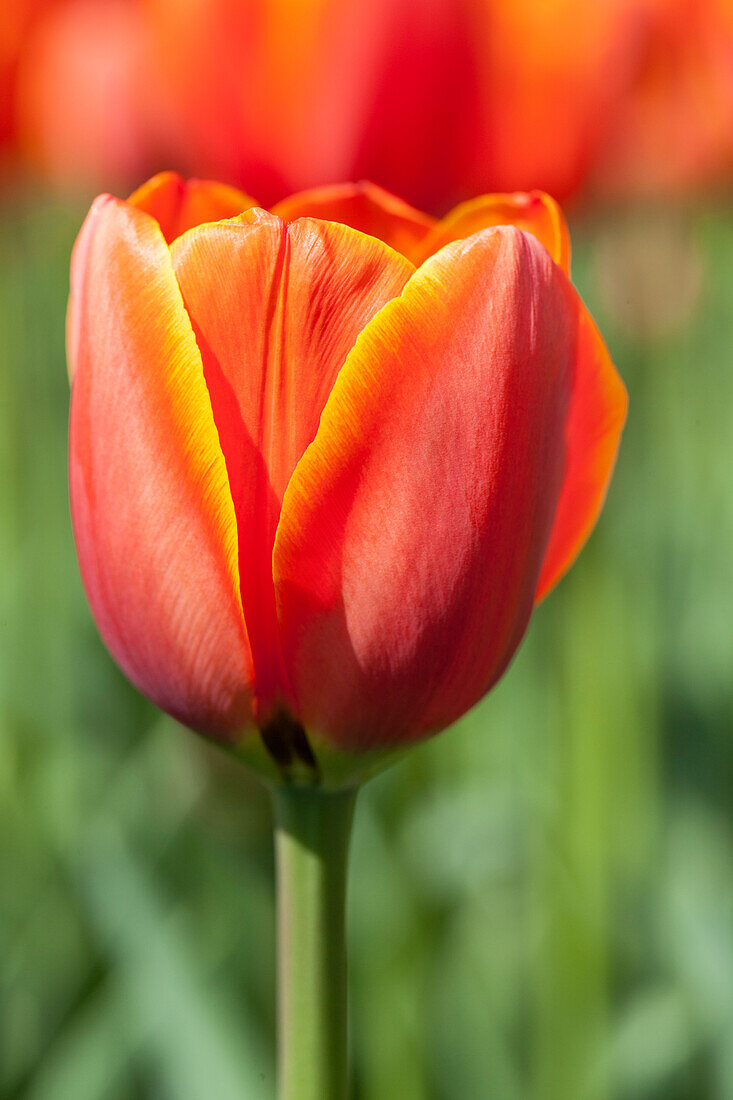 Tulipa 'World's Favourite'