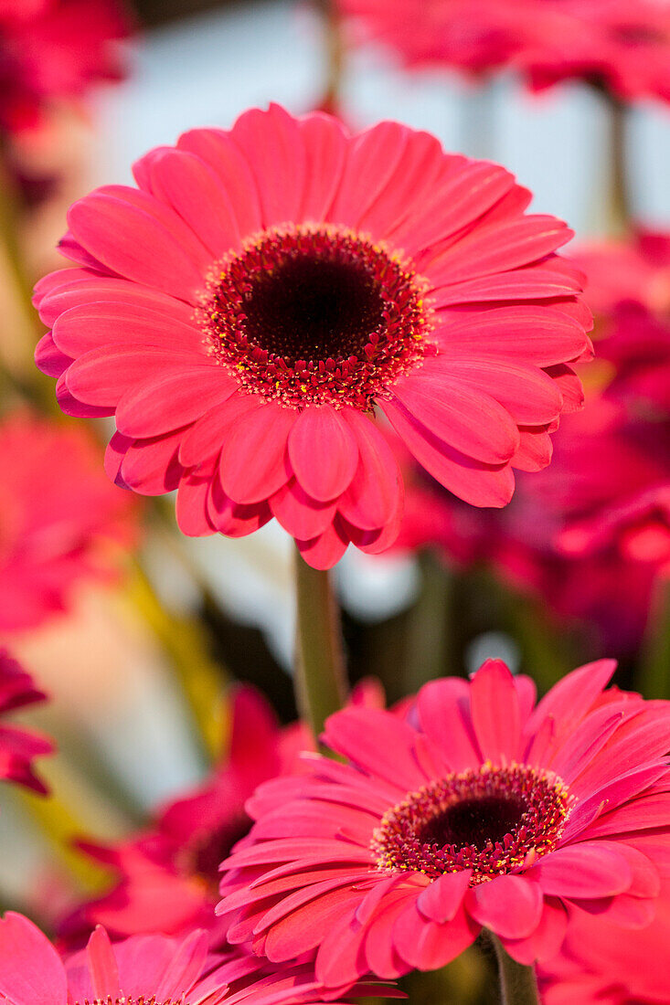 Gerbera, rot