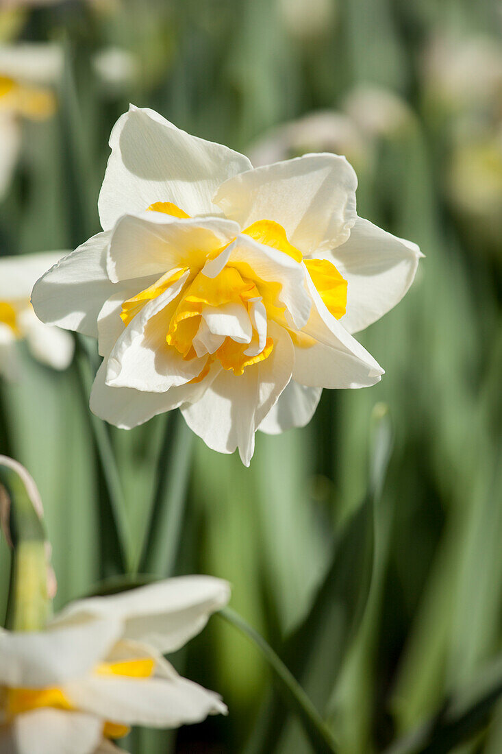 Narcissus Double