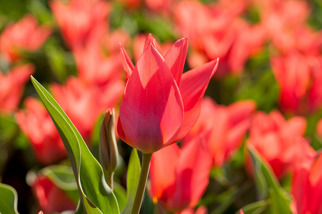 Tulipa greigii 'Toronto'