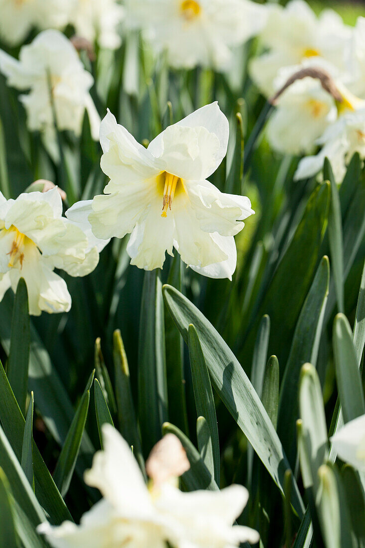 Narcissus 'Cassata'