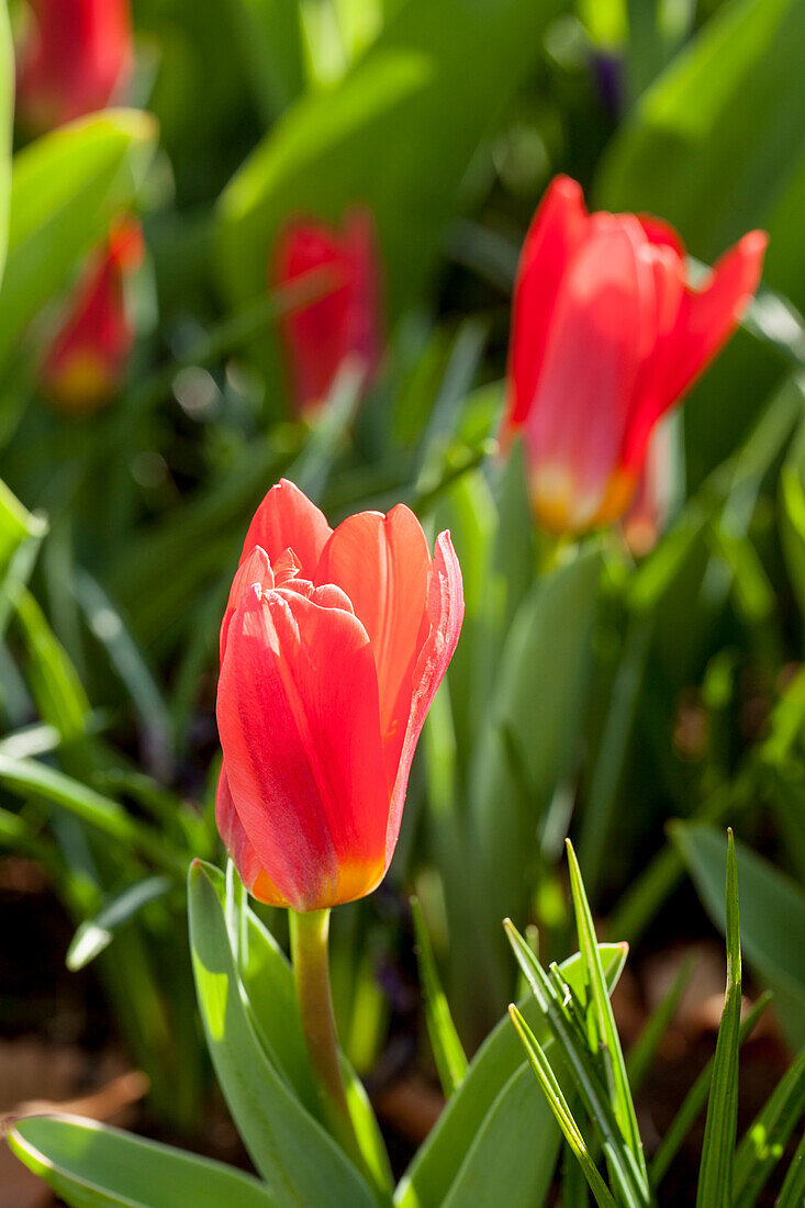 Tulipa kaufmanniana 'Scarlet Baby