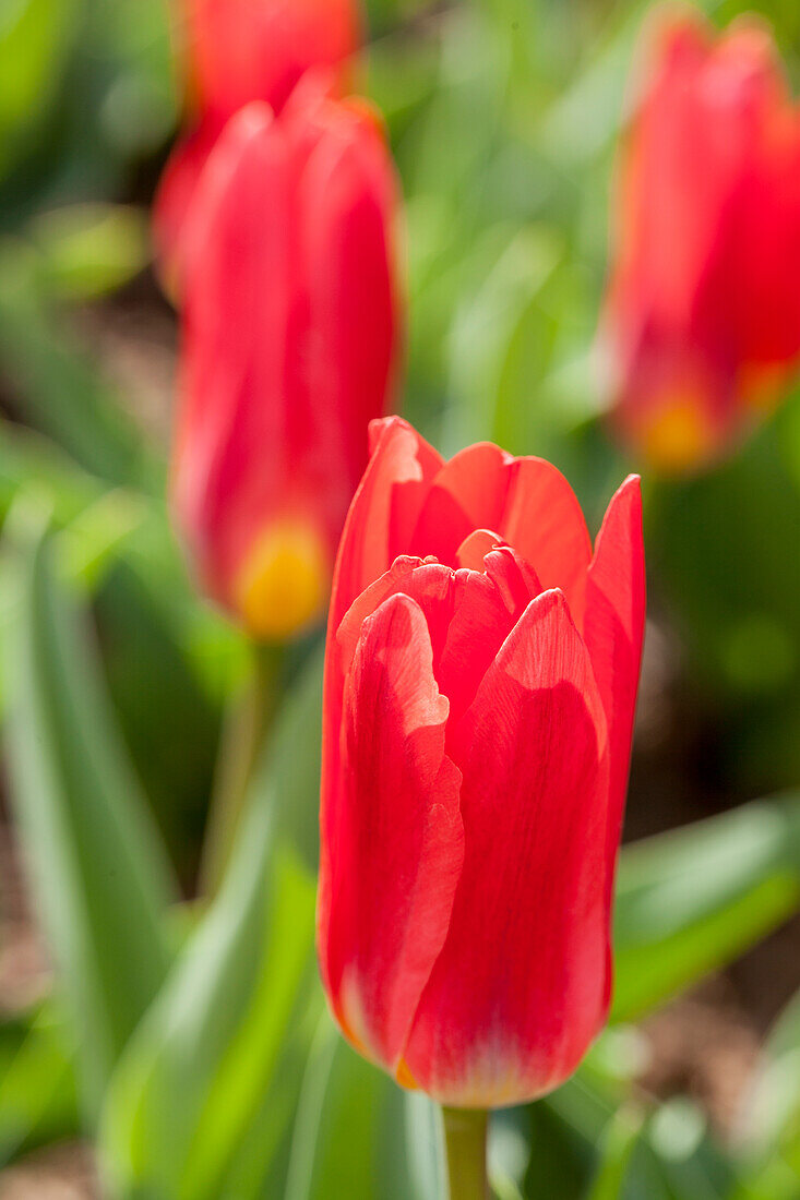 Tulipa kaufmanniana 'Scarlet Baby