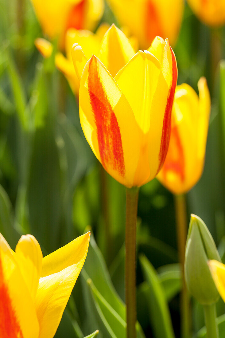 Tulipa, yellow-red