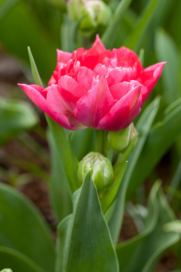 Tulipa