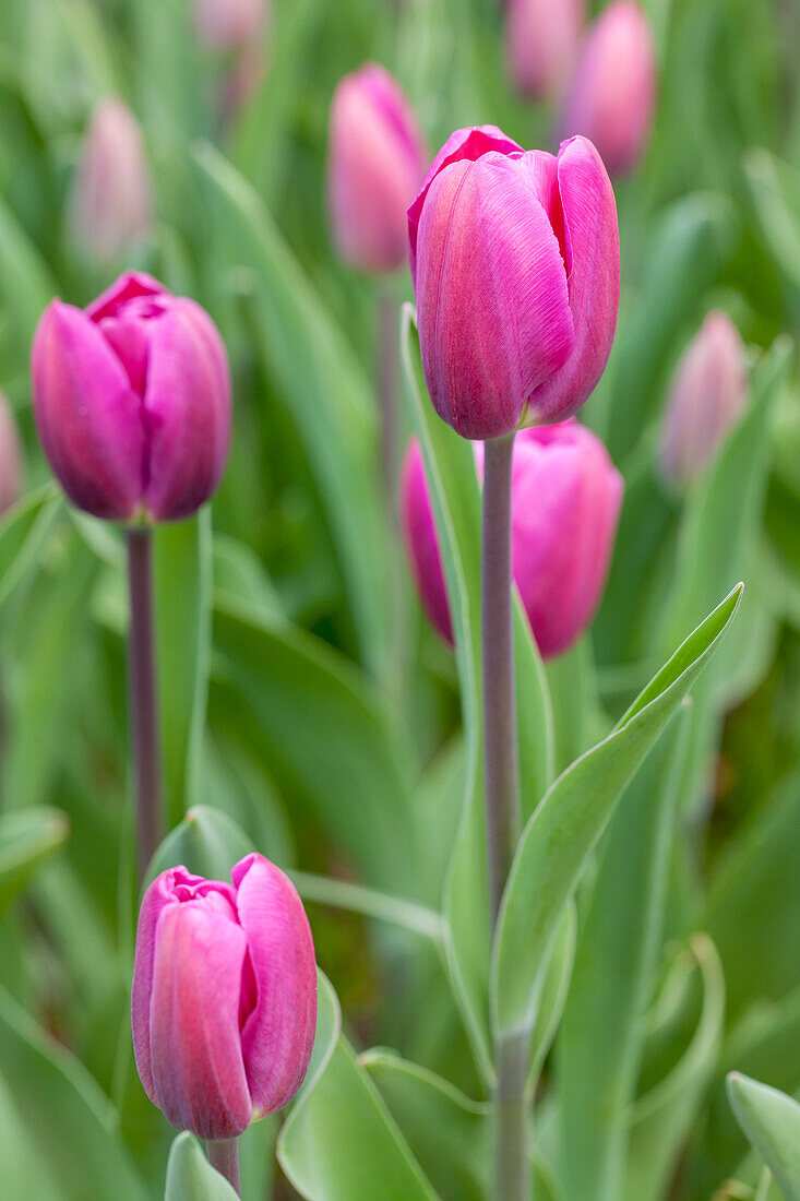 Tulipa, purple