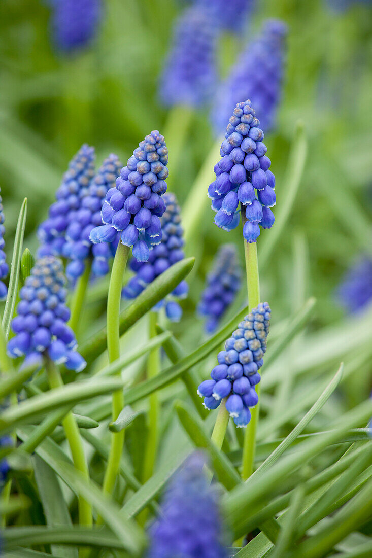 Muscari armeniacum