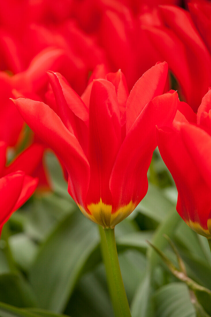 Tulipa lily-flowered