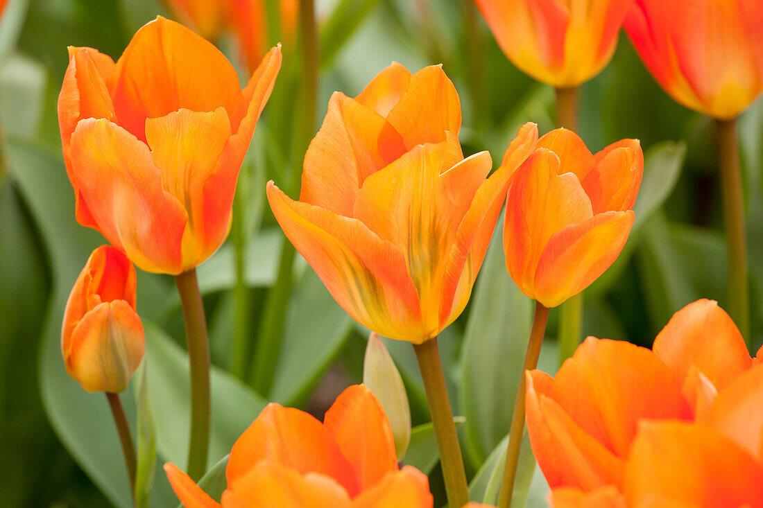 Tulipa fosteriana 'Orange Emperor