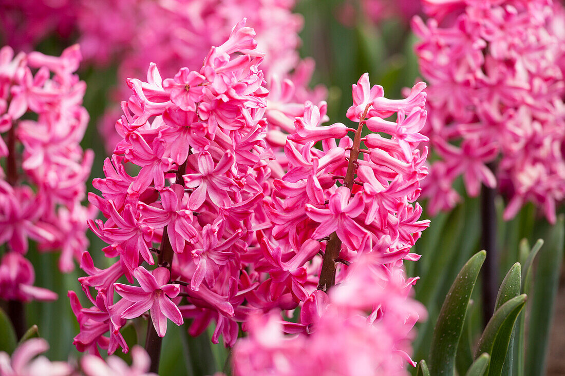 Hyacinthus orientalis 'Jan Bos'