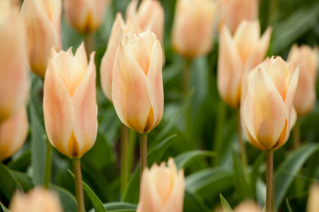 Tulipa greigii 'Für Elise'