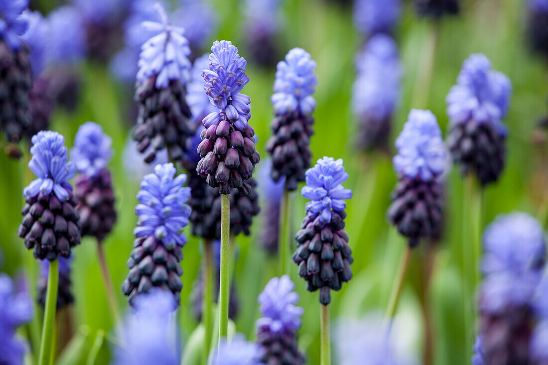 Muscari latifolium