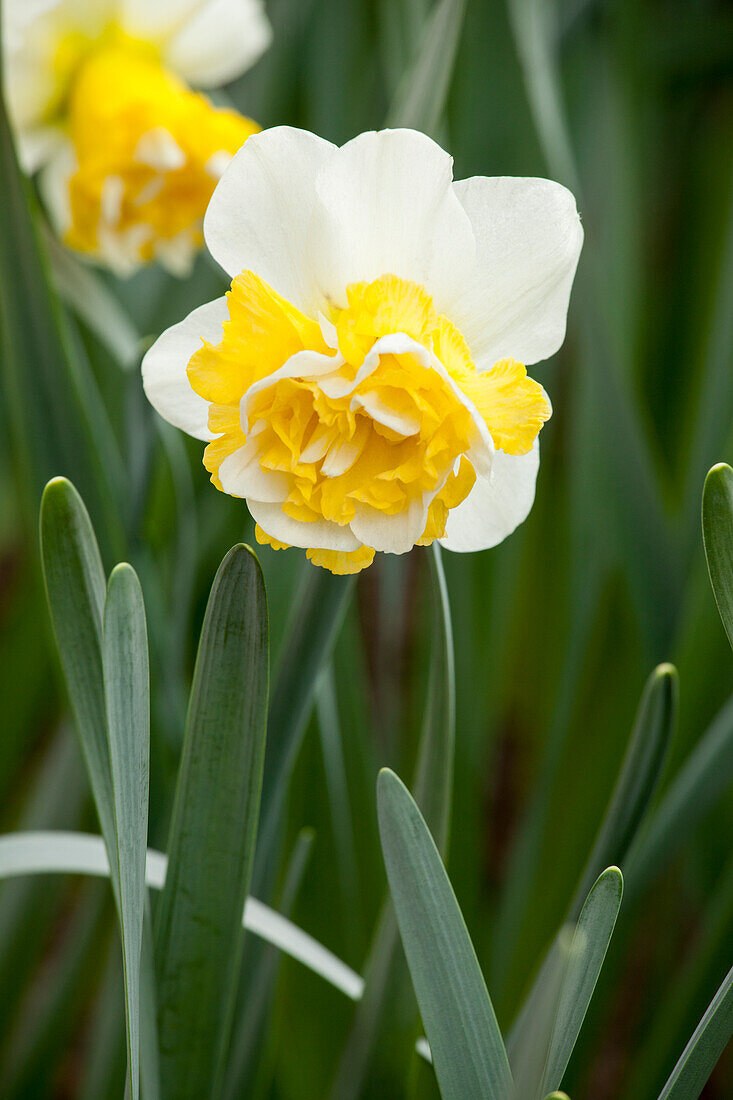 Narcissus Double