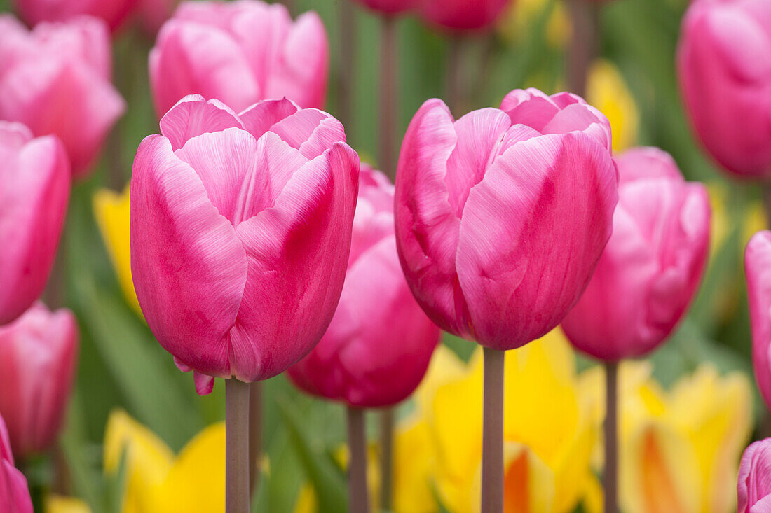 Tulipa