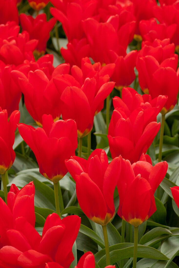 Tulipa, red