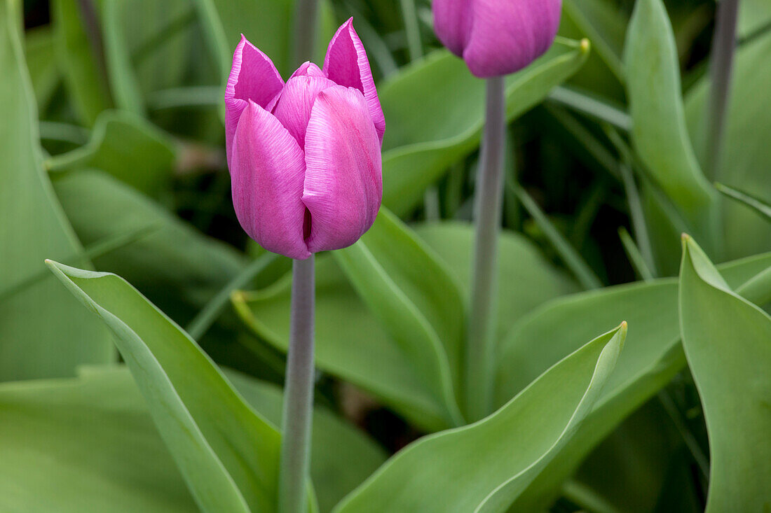 Tulipa 'Blue Beauty'