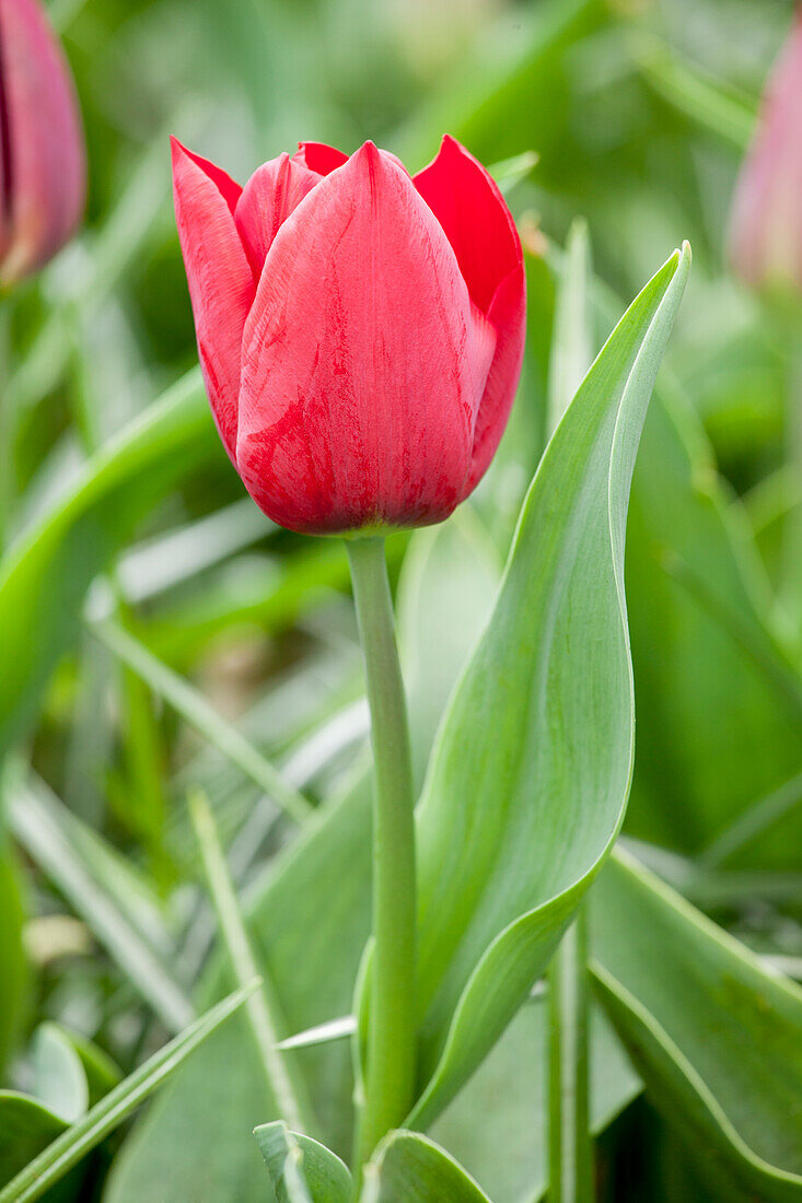 Tulipa 'Pallada'