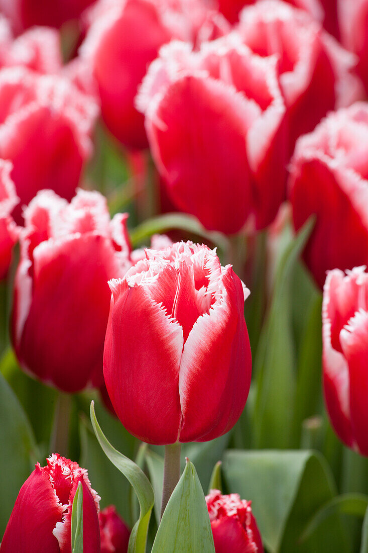 Tulipa crispa