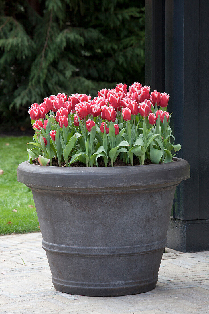 Tulipa 