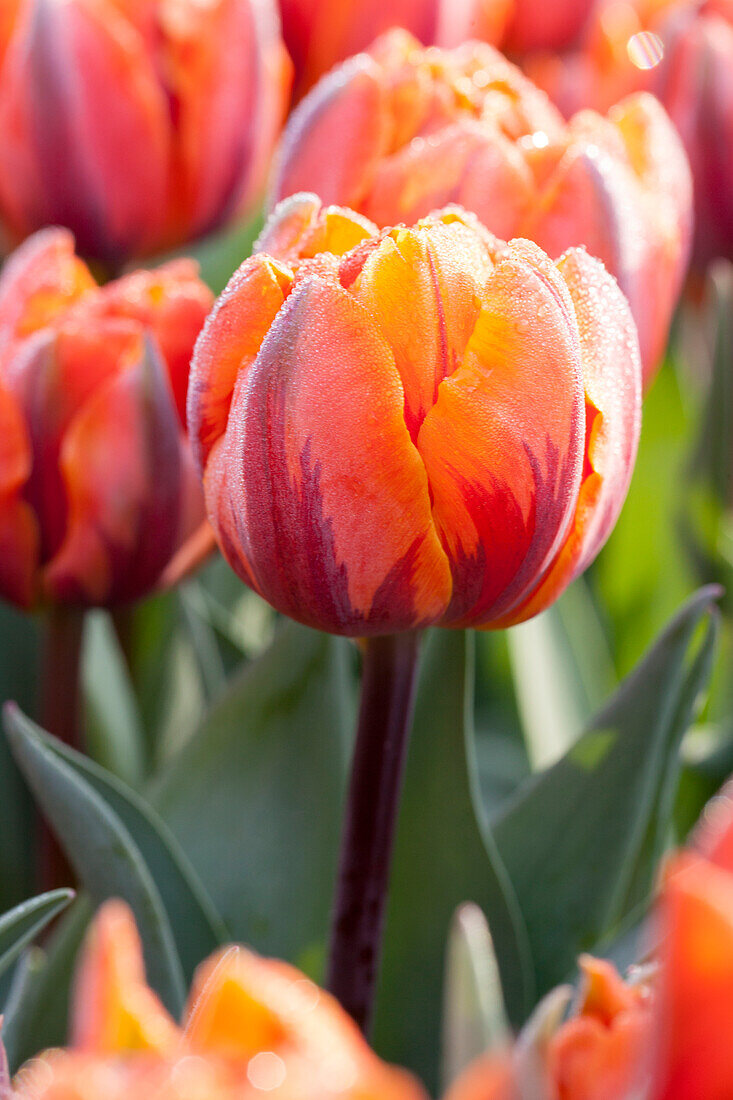 Tulipa viridiflora