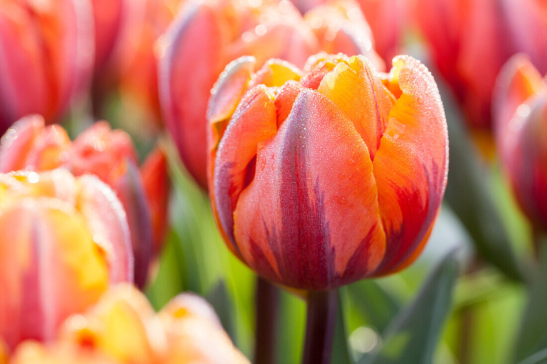 Tulipa viridiflora