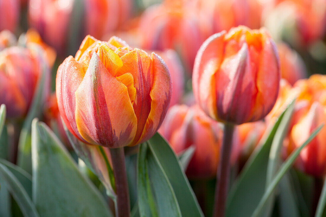 Tulipa viridiflora