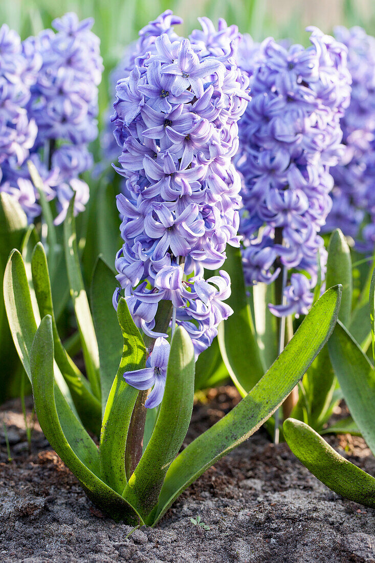 Hyacinthus orientalis, purple