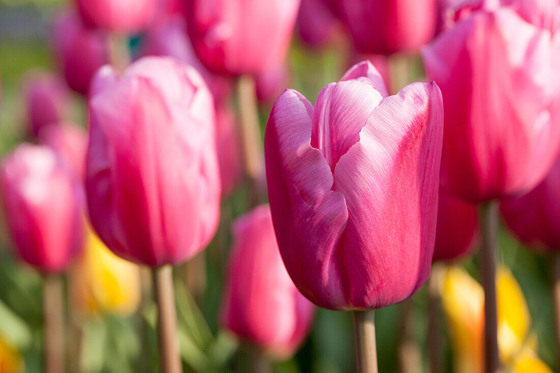 Tulipa, pink