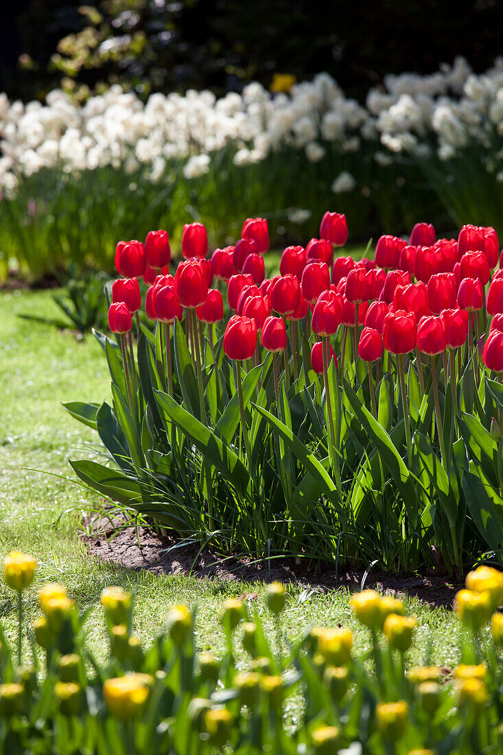 Tulipa, red