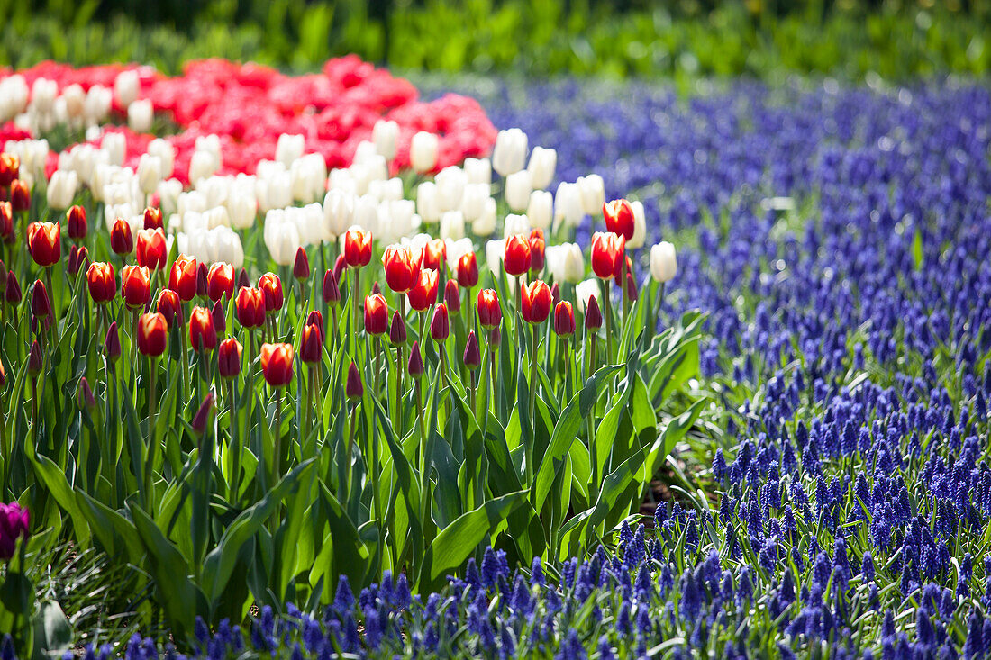 Tulipa, Muscari