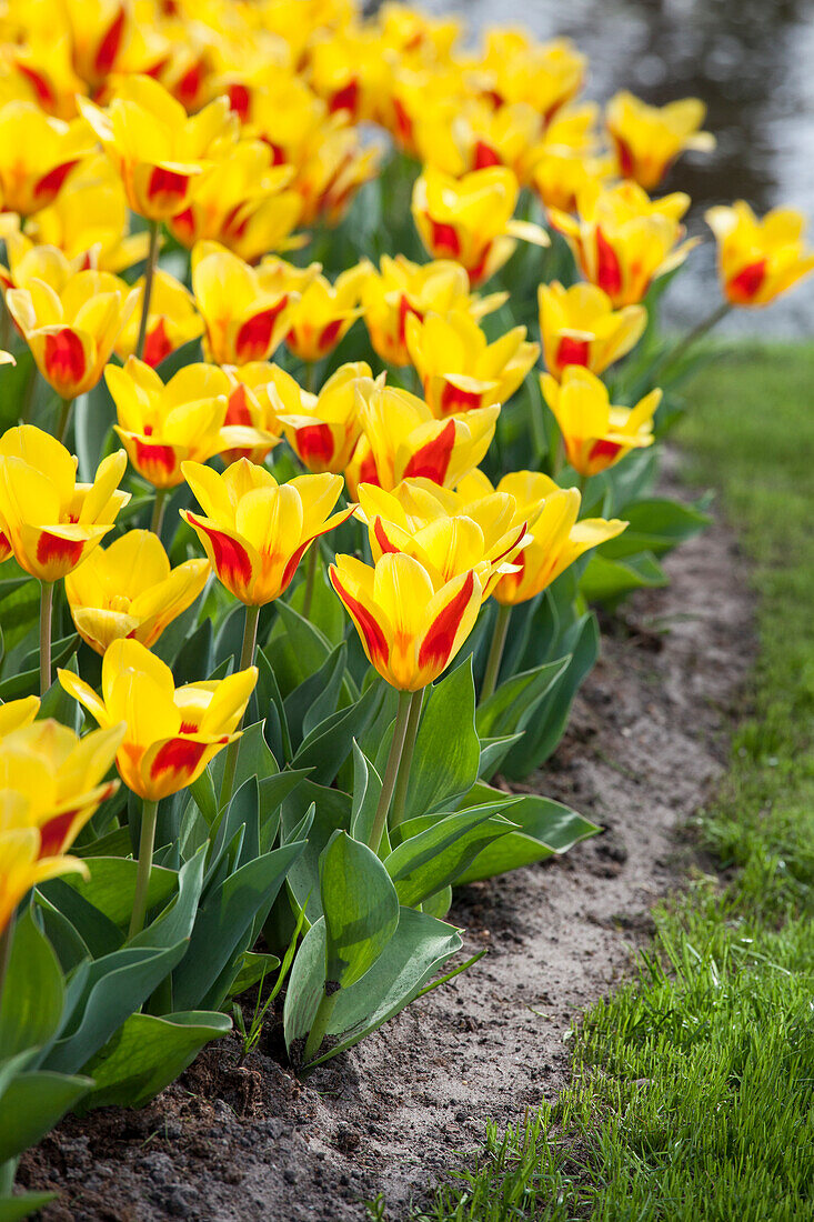 Tulipa kaufmanniana Stresa