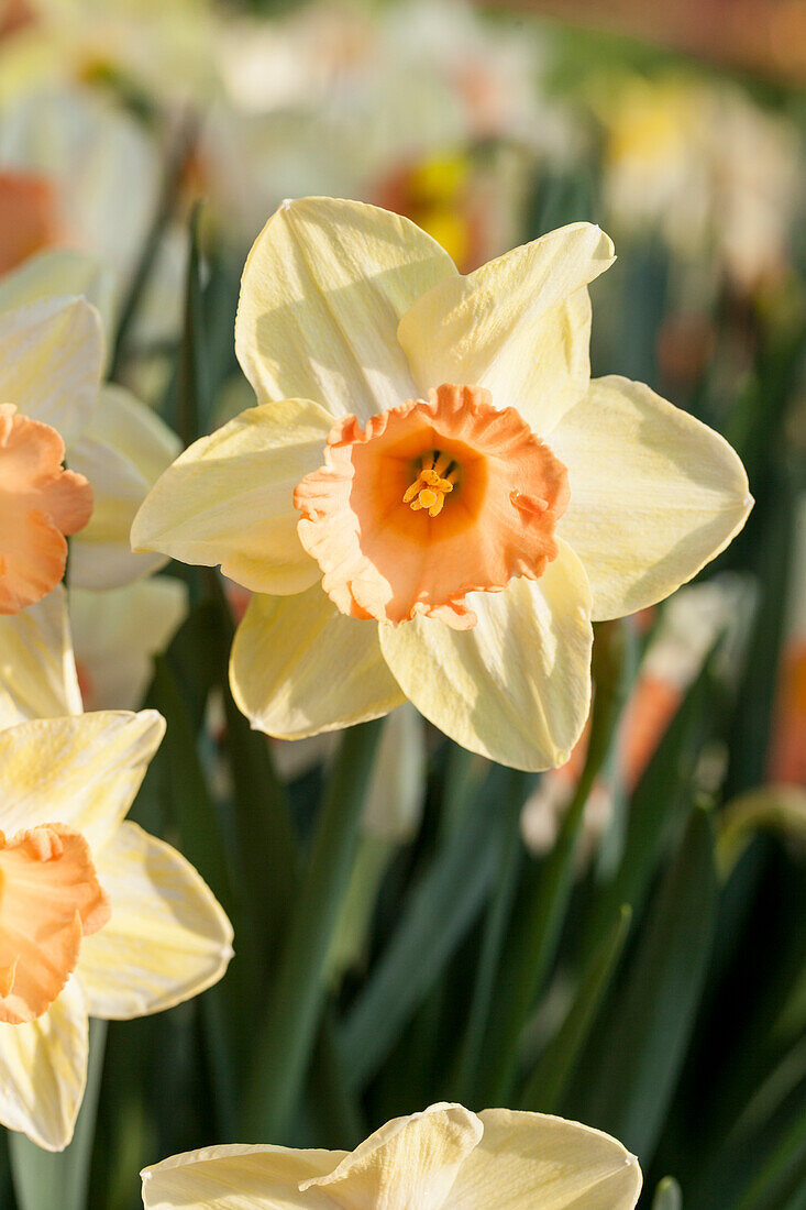 Narcissus Trumpet
