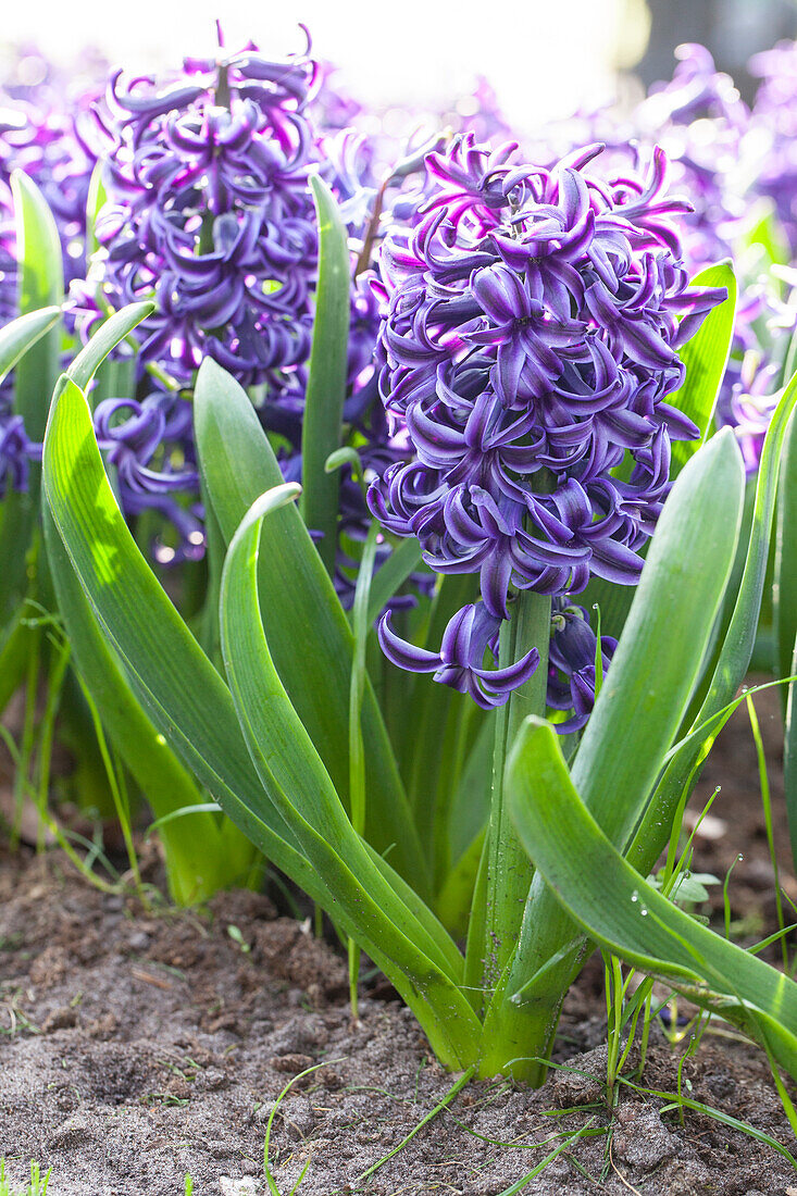 Hyacinthus orientalis, lila