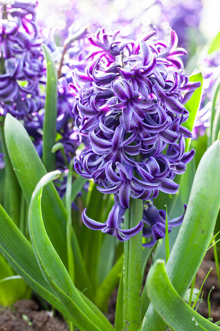 Hyacinthus orientalis, lila