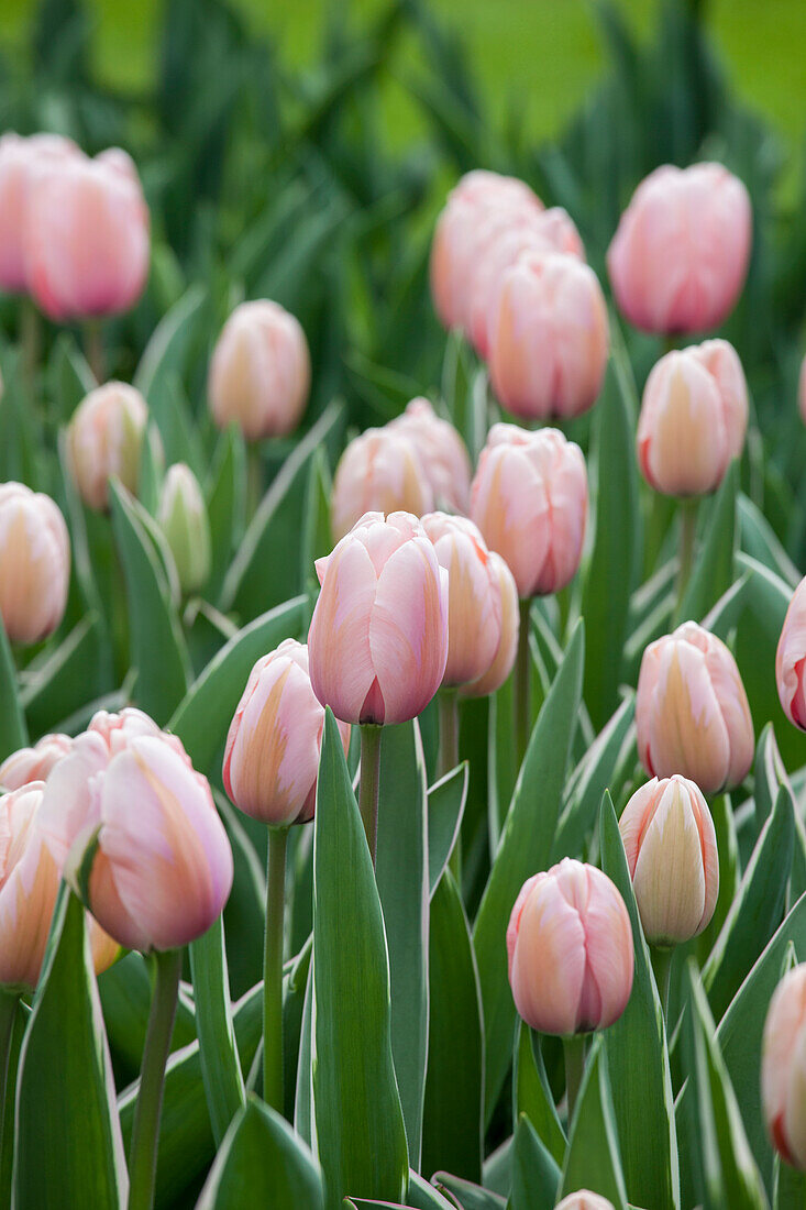 Tulipa, pink