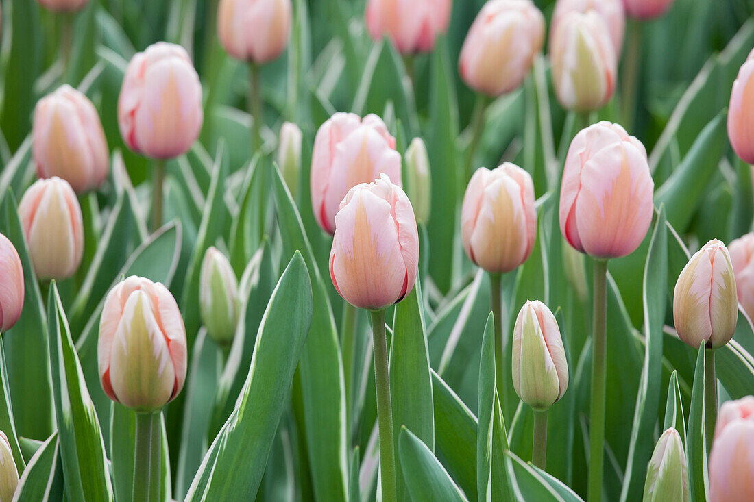 Tulipa, rosa