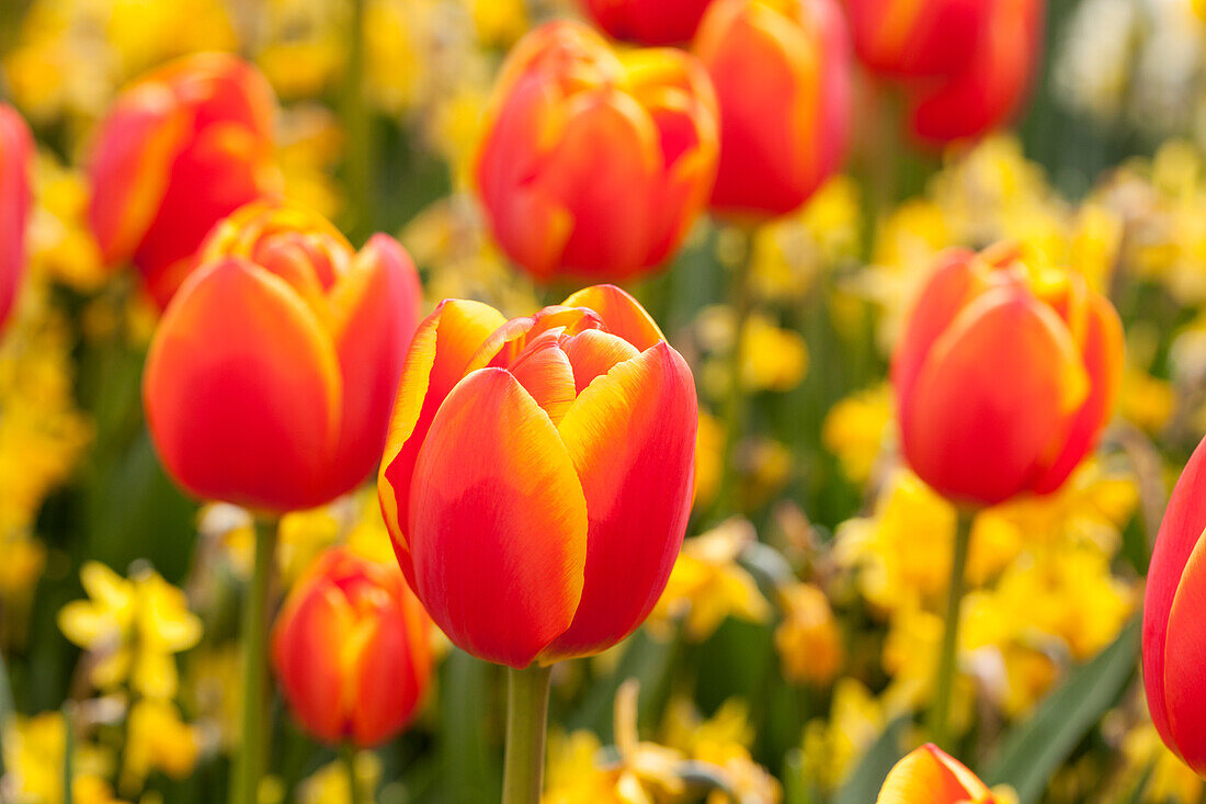 Tulipa, red