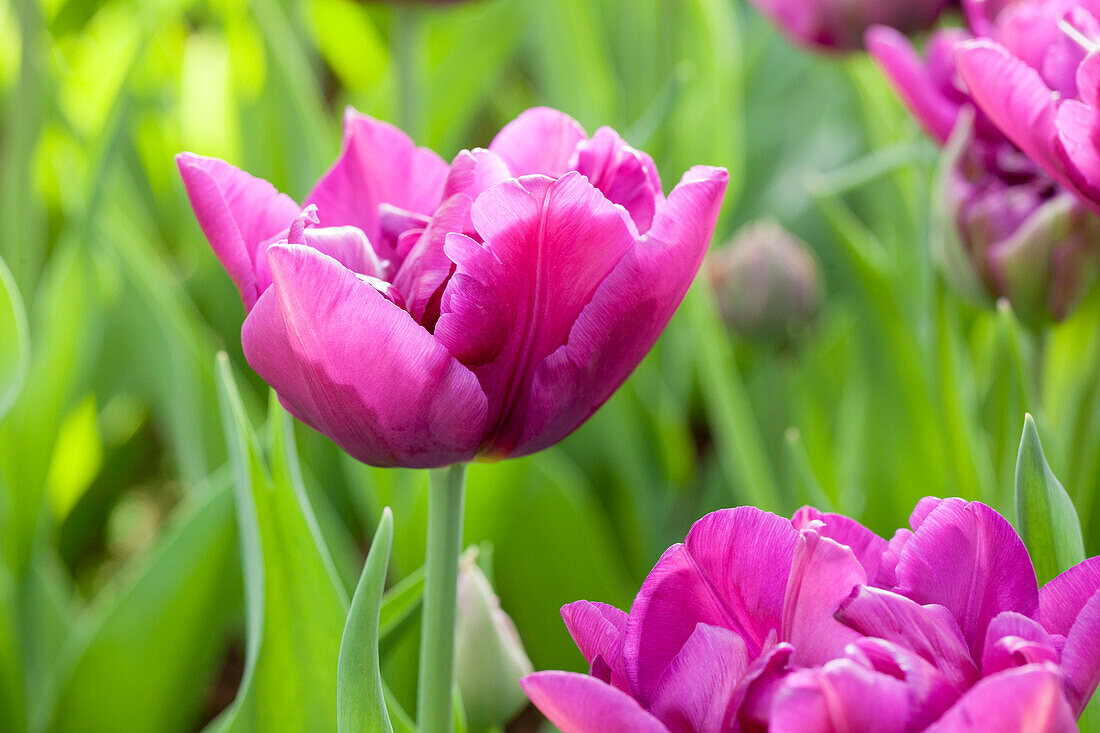 Tulipa, violet