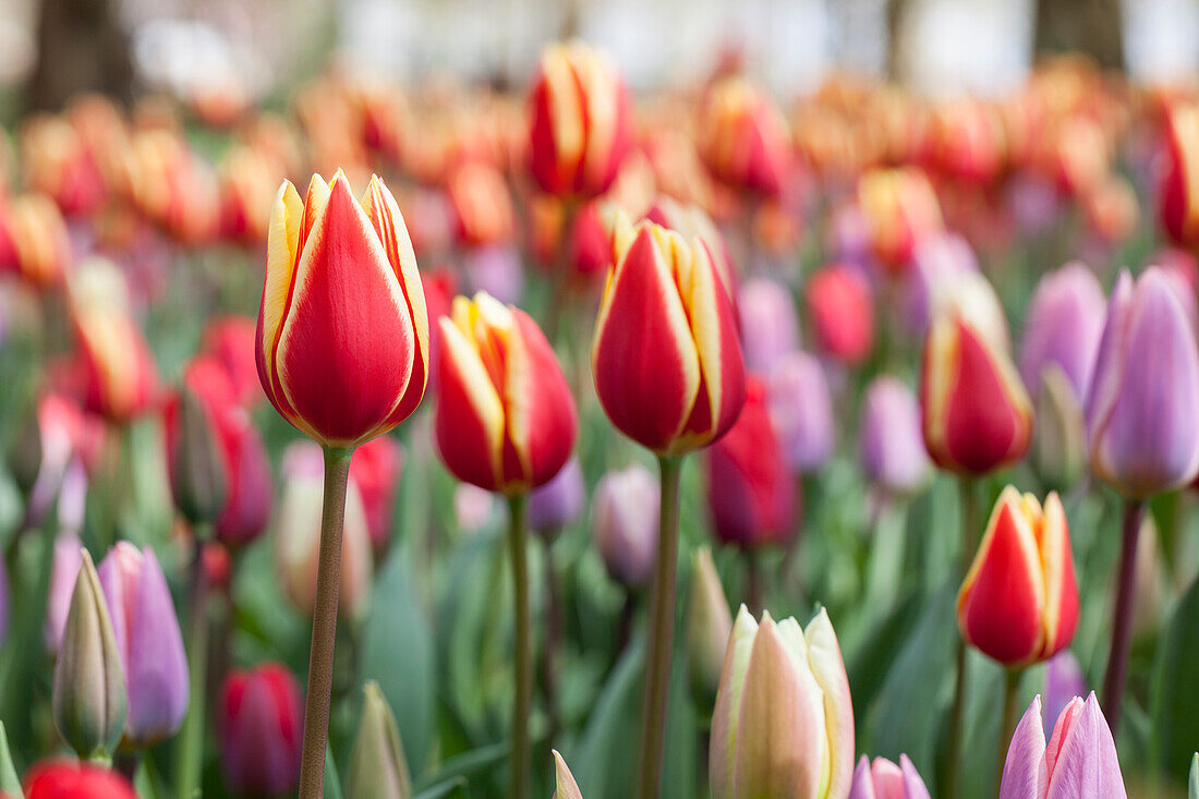 Tulipa, yellow-red