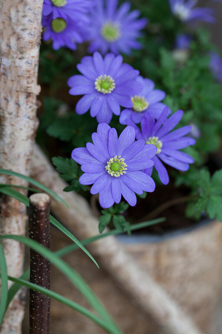 Anemone blanda