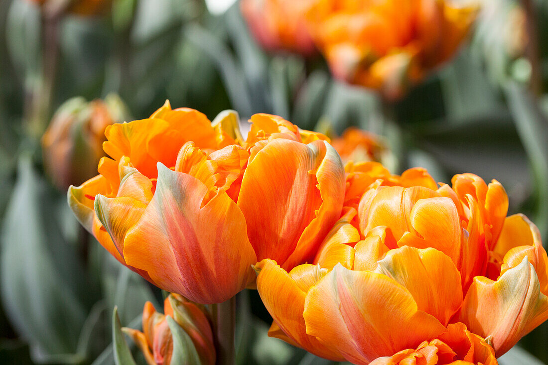 Tulipa 'Orange Princess'