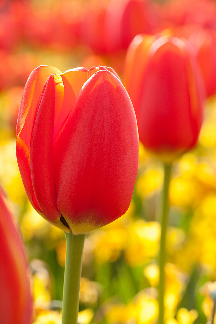 Tulipa, red