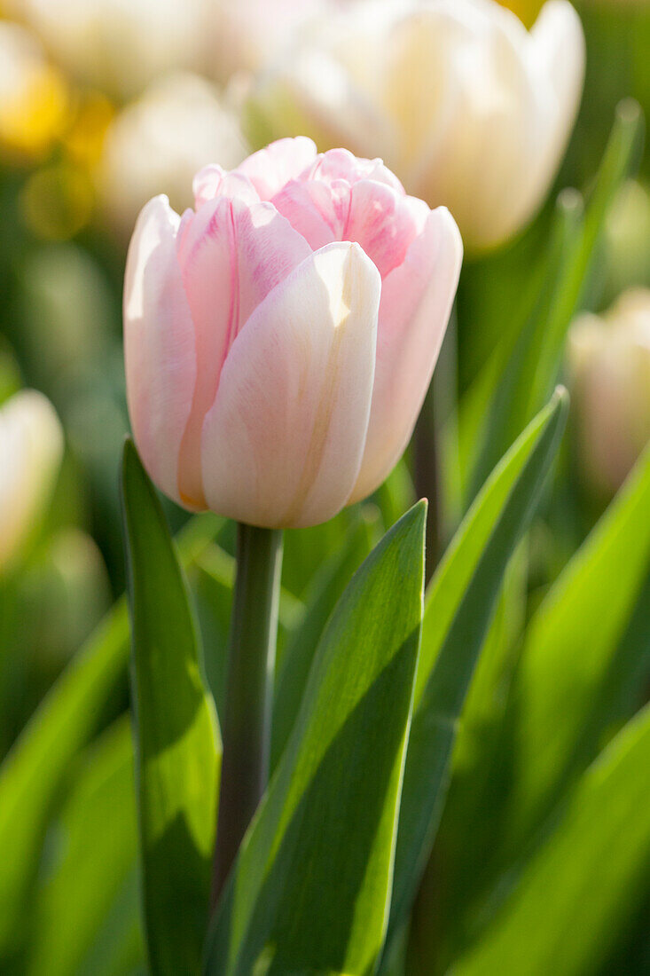 Tulipa, pink